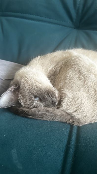 Передам в добрые руки кошечку