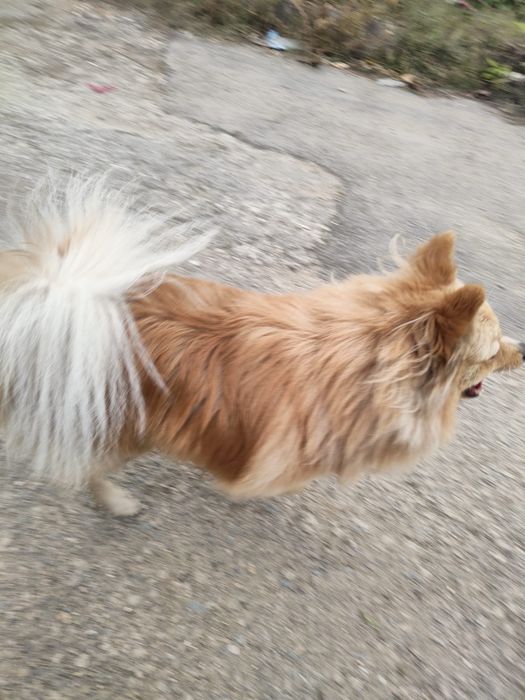 Свободен Мъжки Шпиц на 1 година