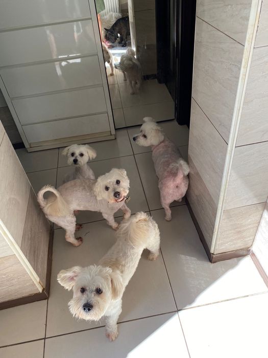 Cazare animale de companie