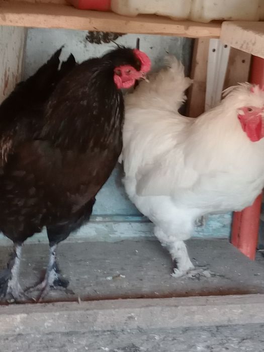 Vând 4 cocoșei moțați încălțați