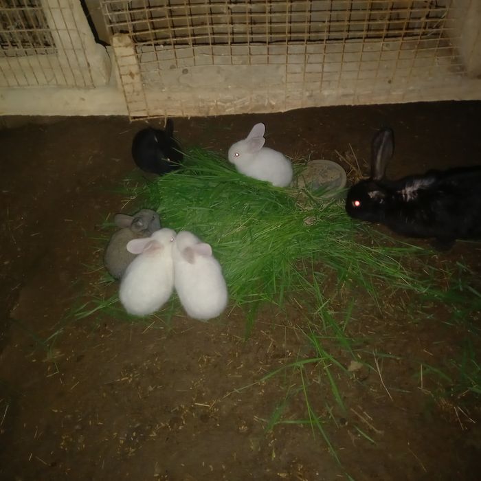 Продам кролчат двухмесячный
