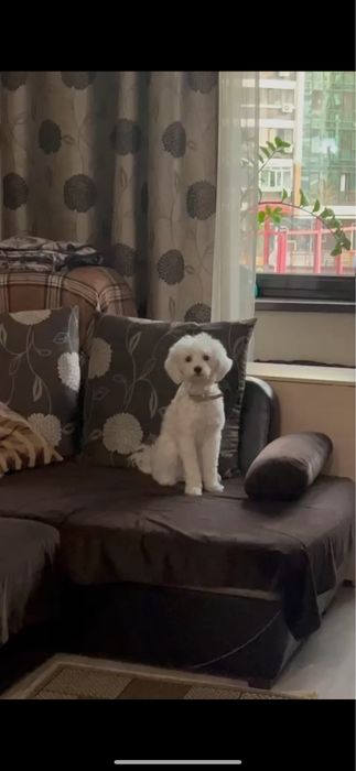 собака мальтийская болонка