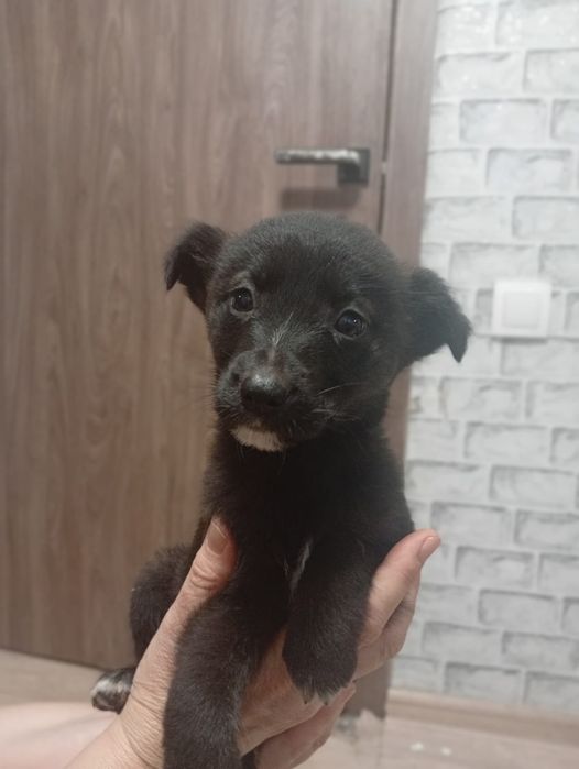 Щенки-звонки в добрые руки