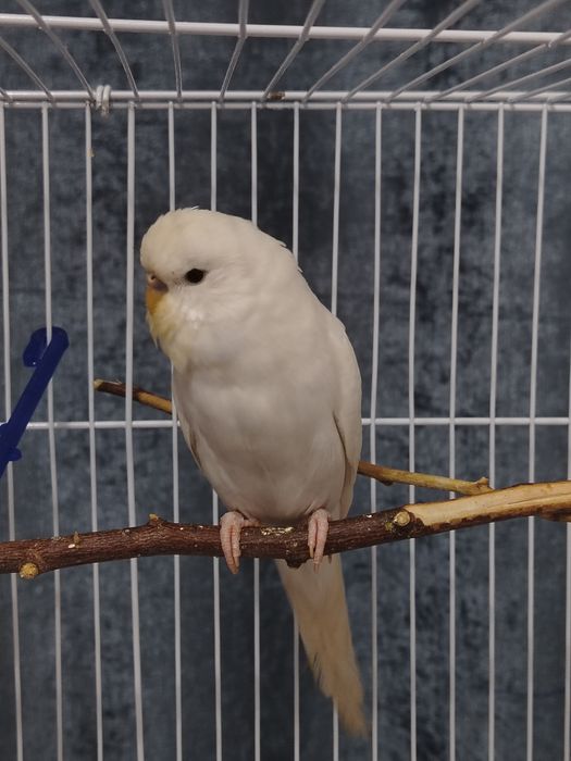 Волнистые попугай, клетки