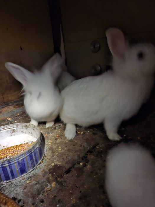 Pereche de iepurasi cap de leu