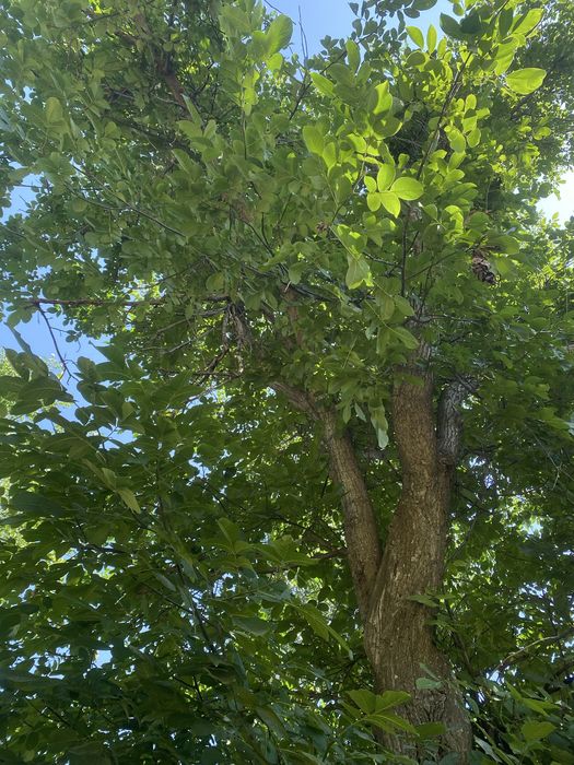 Жаңғақ ағаштары сатылады келісеміз