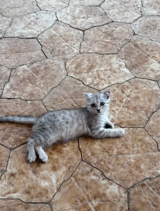 Отдам кошку, кота и котят