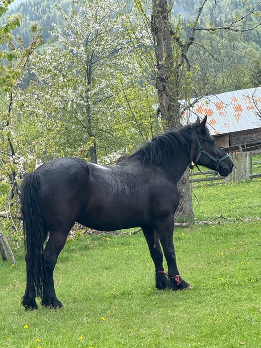 Iapă  de vânzare