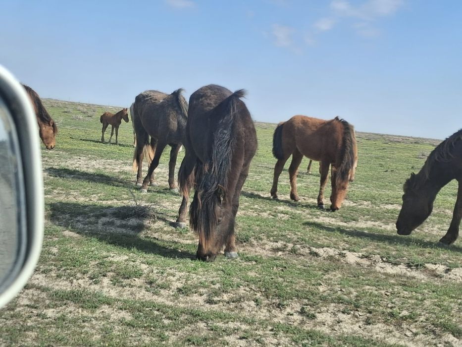 Бие Құнаннан дөнен шықпа