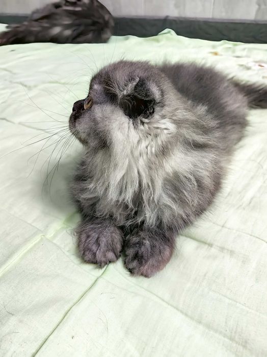 Скотиш Фолд котята mushuqcha - подарок детям Bolalarga eng zo'r sovg'a