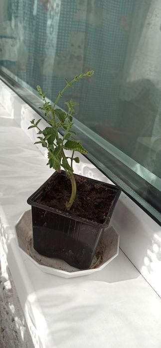 Продам котовник Фассена