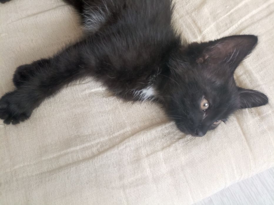 Котенок 2 месяца