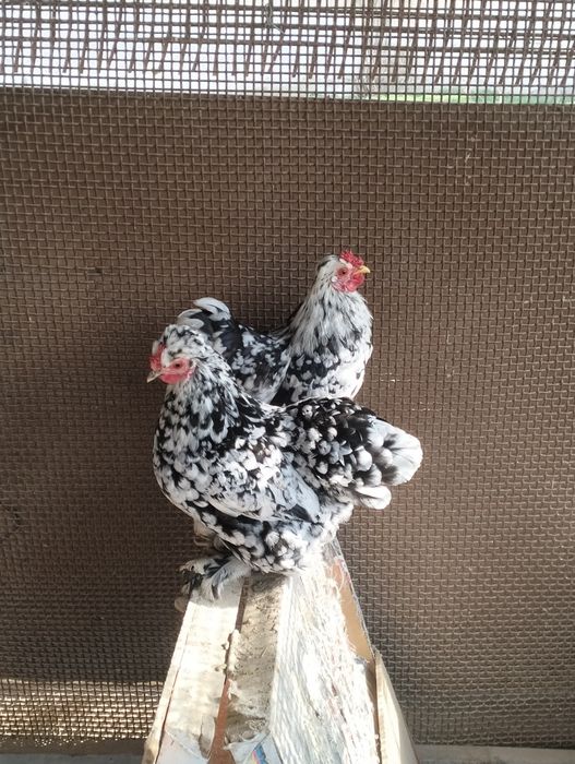 Продам карликовых кур!