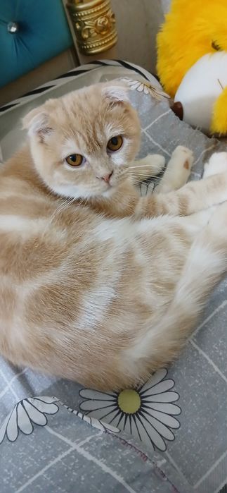 Скотиш фолд қизбола
