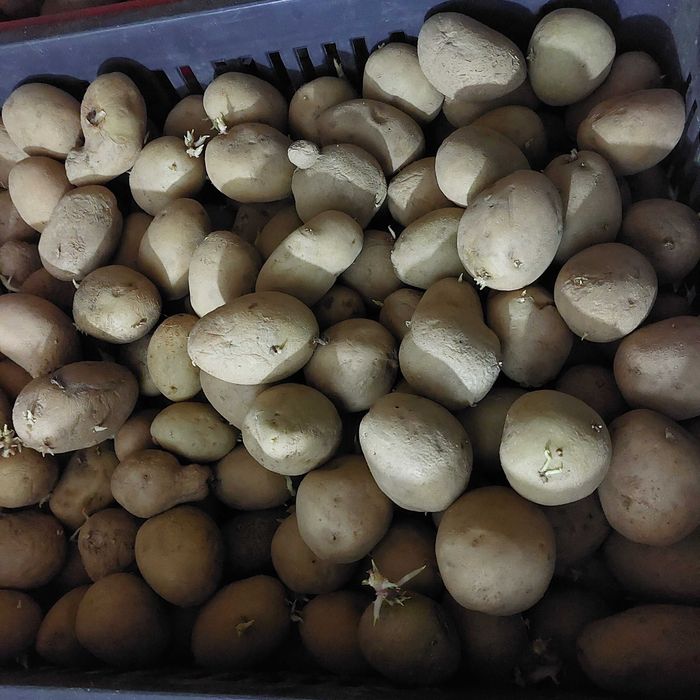 Cartofi de sămânță soiul Paradiso, alb cu pulpa galbenă I1