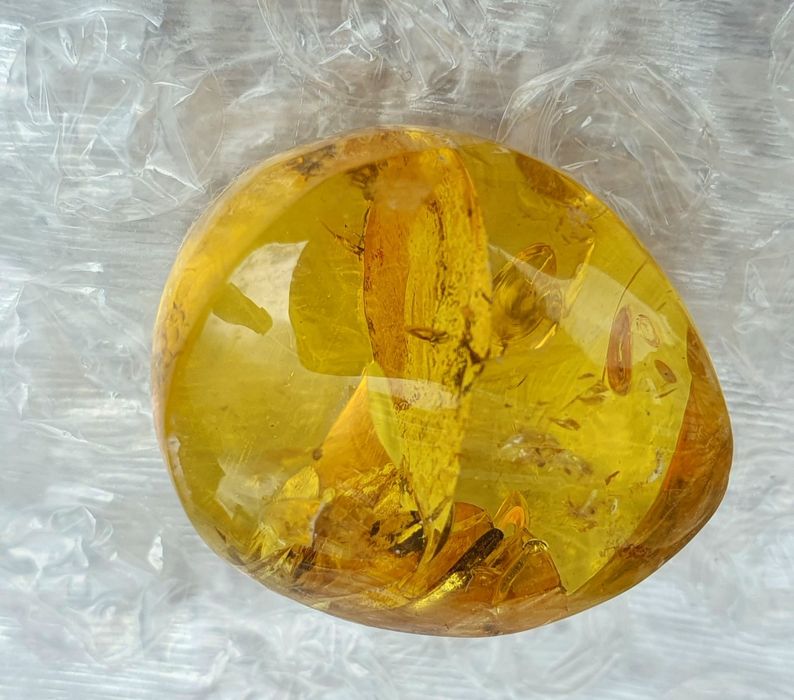 Уникални Балтийски кехлибари с отлично съхранени фосили