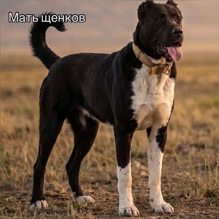Алабай | Төбет күшіктер щенки