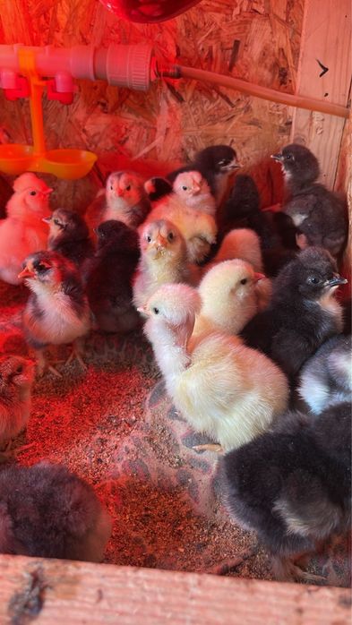 Цыплята от крупных курей