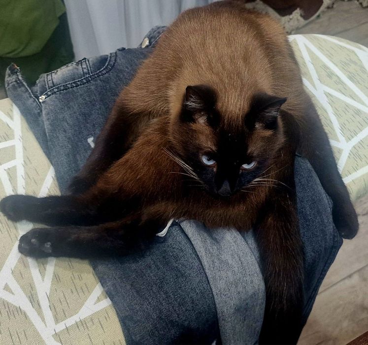 Котик Сэм ищет дом