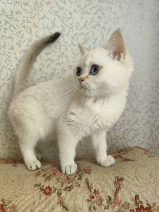 Шиншиллка мальчик шотландец