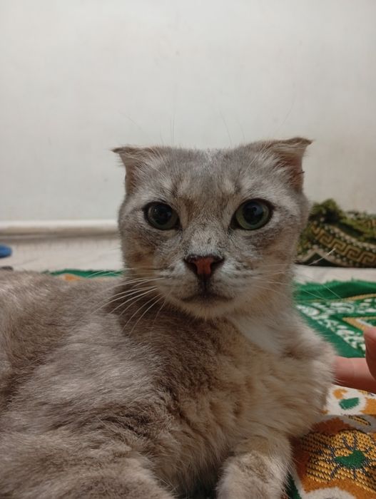 Шотландская вислоухая кошка