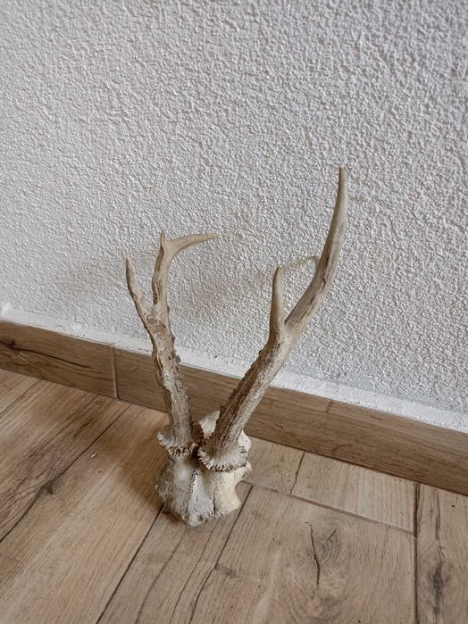 Еленски рога комплект