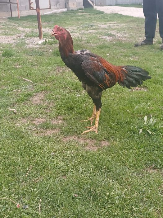 Дакан питушка 10 месяца