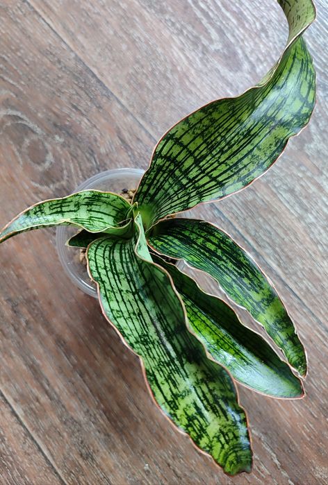 Сансивьерии разных сортов