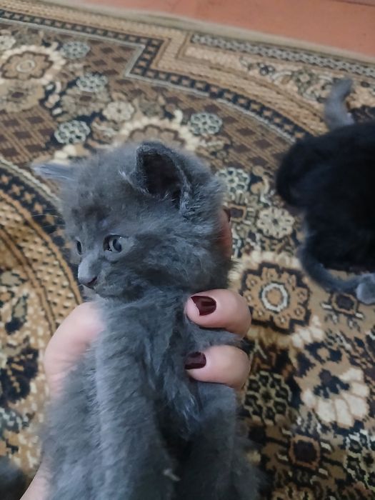Котята серые 3 черное 2