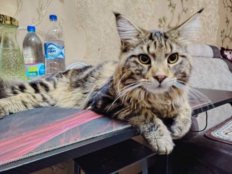 Мейн кун, Maine coon