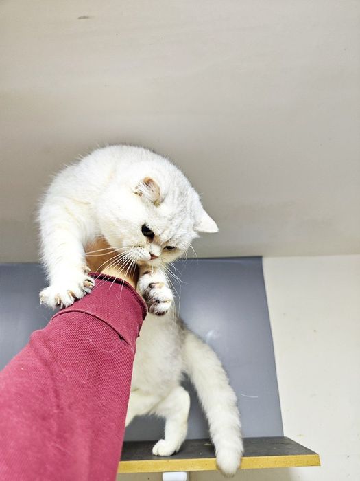 Serebristy winwilla ogil bola sotiladi zoti toza elegant  sotiladi