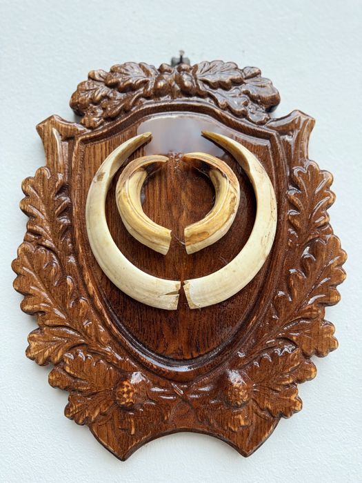 Panoplie Vânătoare cu colți de mistreț