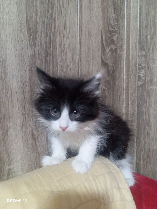 Отдам даром кошки
