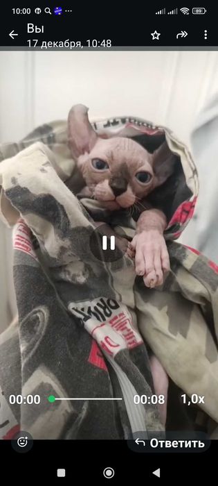 Бронь на котят сфинкс Эльф