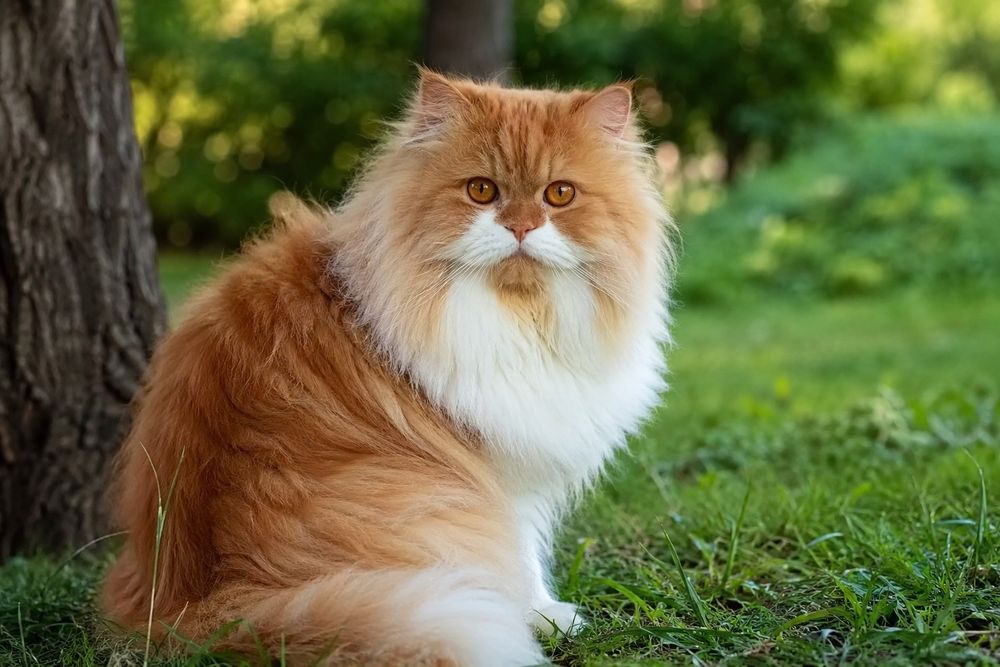 Продам котят смесь британцев