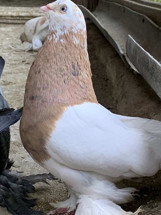 Летно игровая линия