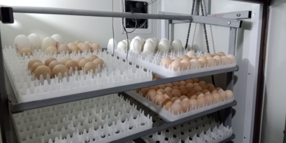 Продам Инкубатор 1056 талик