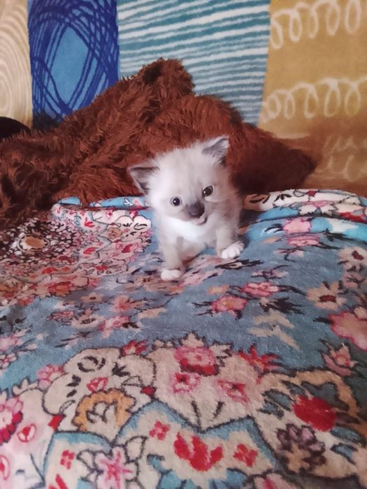 Отдам котенка в добрые руки.