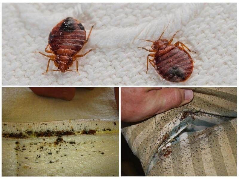 профессиональная дезинфекция Dezinfeksiya xizmati