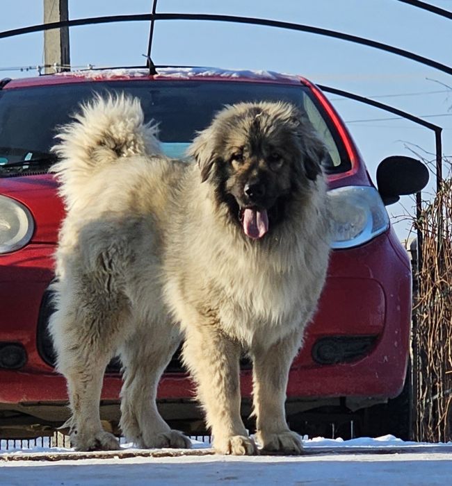 Femela Ciobanesc caucazian