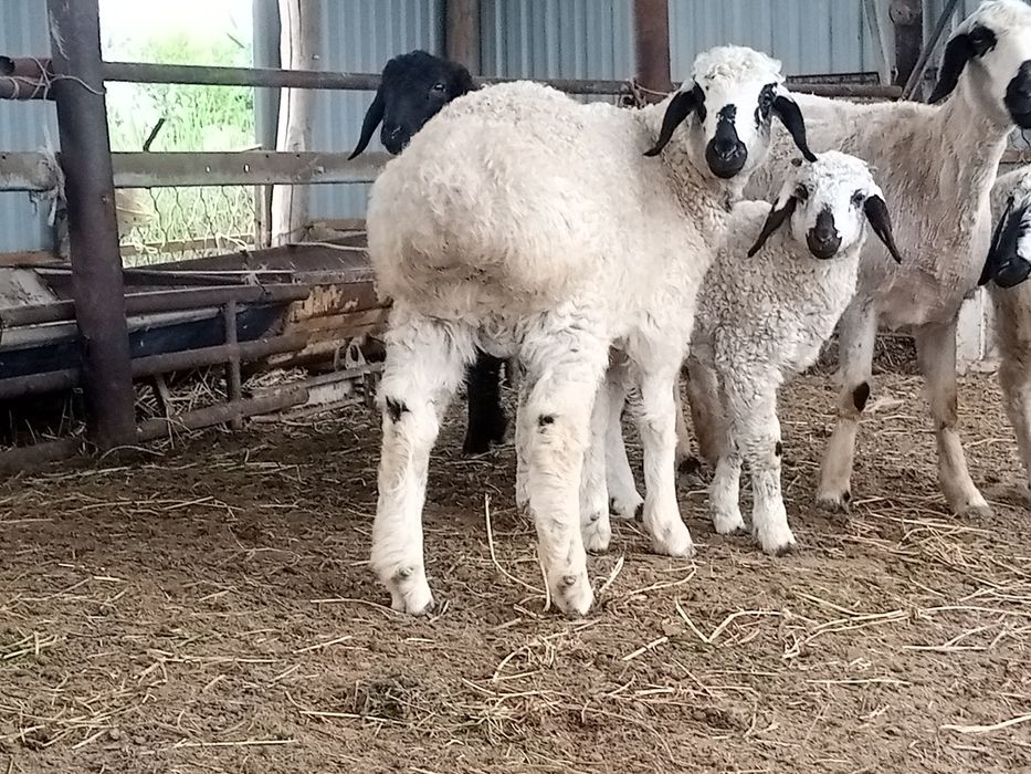 Qara quloq qochqor sotiladi