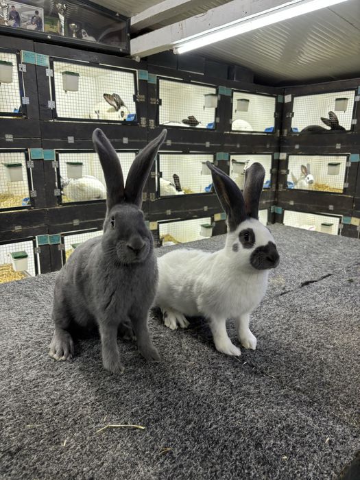 Urias Pestrit German Albastru