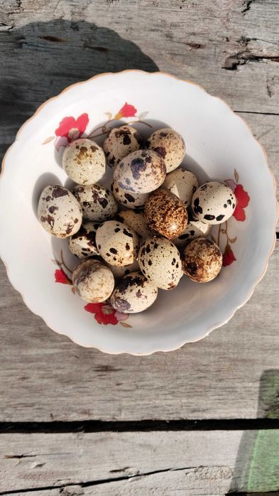 Перепелиные яйца домашние