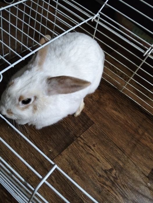 Продам декоротивного кролика
