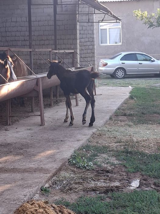3 бас   құлындар
