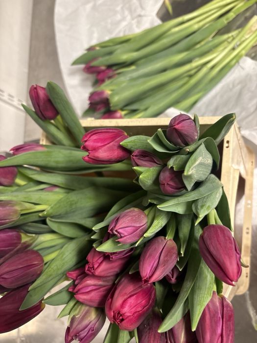 Тюльпаны луковицы