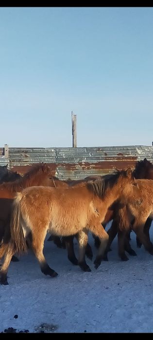 Продам 5 голов жеребят