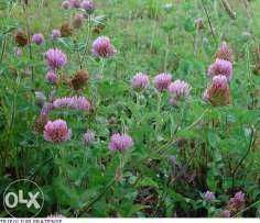 Samanta plante furajere -mixtura graminee perene pasunat si cosit