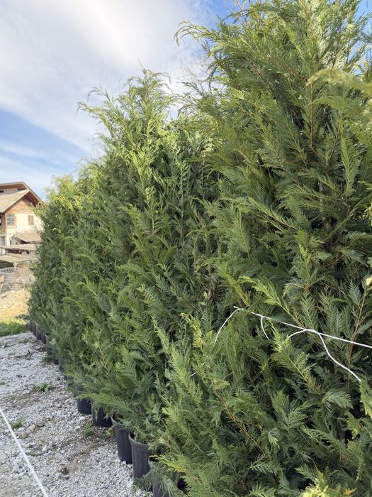 Vând Leylandi/Leylandi gold calitate extra