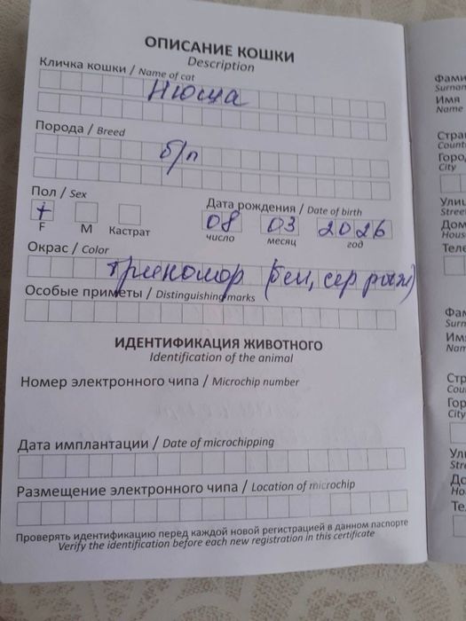 Кошечка бесплатно